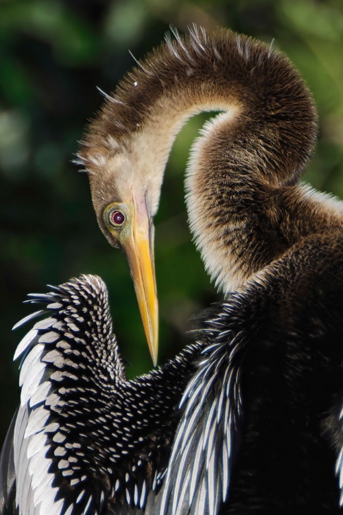 Picture of ANHINGA PREENING FLORIDA