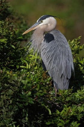 Picture of GREAT BLUE HERON-VENICE ROOKERY-VENICE-FLORIDA