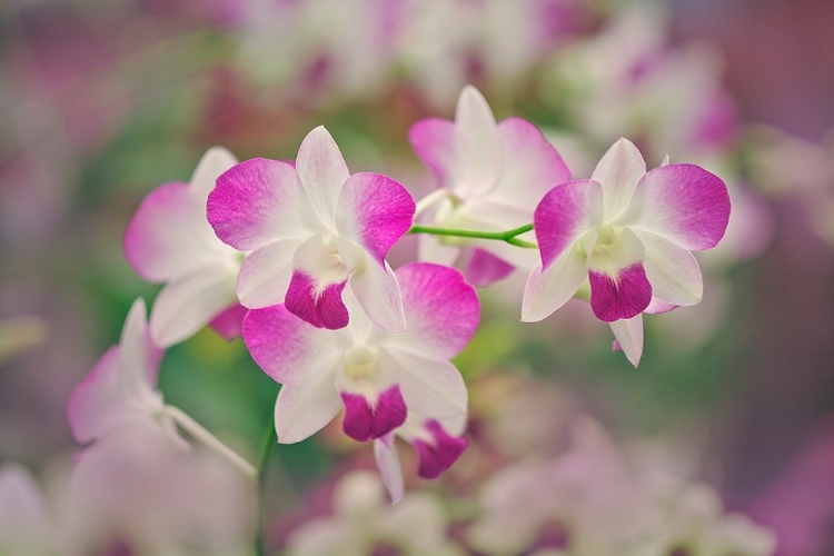 Picture of HYBRID ORCHIDS SELBY GARDENS-SARASOTA-FLORIDA