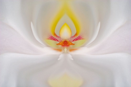 Picture of ABSTRACT HYBRID ORCHID SELBY GARDENS-SARASOTA-FLORIDA