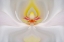 Picture of ABSTRACT HYBRID ORCHID SELBY GARDENS-SARASOTA-FLORIDA