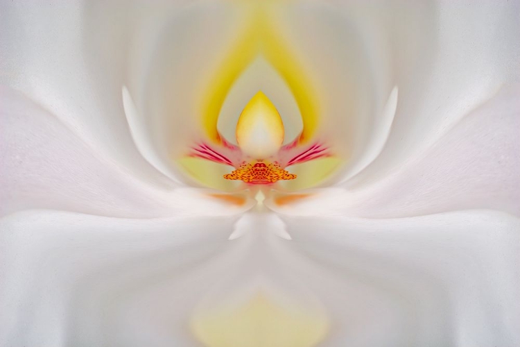 Picture of ABSTRACT HYBRID ORCHID SELBY GARDENS-SARASOTA-FLORIDA