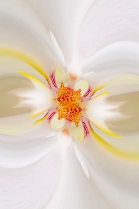 Picture of HYBRID ORCHID SELBY GARDENS-SARASOTA-FLORIDA