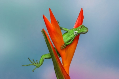 Picture of JUVENILE IGUANA LOUNGING IN RED BROMELIAD-FLORIDA