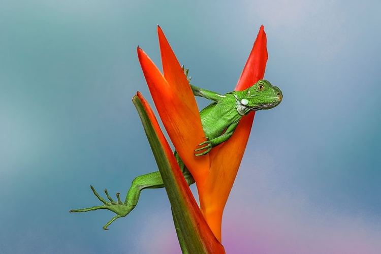 Picture of JUVENILE IGUANA LOUNGING IN RED BROMELIAD-FLORIDA