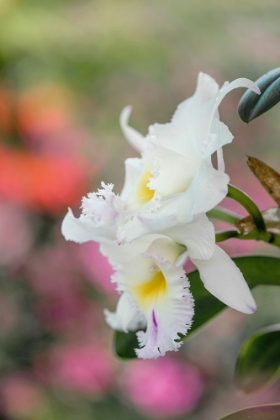 Picture of WHITE ORCHIDS AND SOFT COLORFUL BACKGROUND-BUTTERFLY WORLD-FLORIDA