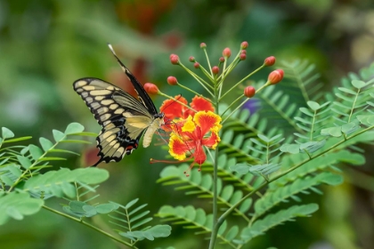 Picture of EASTERN TIGER SWALLOWTAIL-FLORIDA