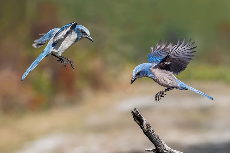 Picture of FLORIDA SCRUB JAY-MERRITT ISLAND NATIONAL WILDLIFE REFUGE-FLORIDA