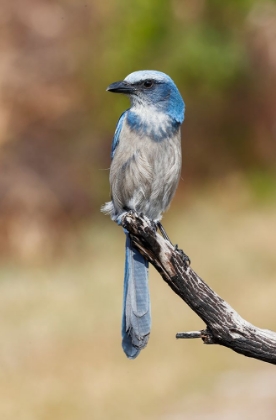 Picture of FLORIDA SCRUB JAY-MERRITT ISLAND NATIONAL WILDLIFE REFUGE-FLORIDA