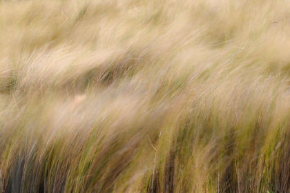 Picture of ABSTRACT VIEW OF GRASSES BLOWING IN THE WIND-MERRITT ISLAND NATIONAL WILDLIFE REFUGE-FLORIDA