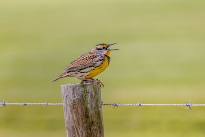 Picture of EASTERN MEADOWLARK ON FENCE POST-FLORIDA