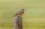 Picture of EASTERN MEADOWLARK ON FENCE POST-FLORIDA