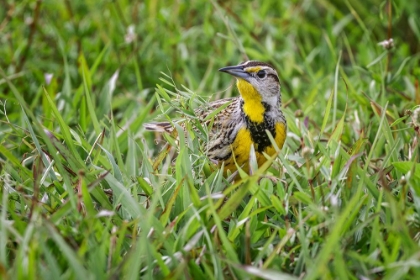 Picture of EASTERN MEADOWLARK ON THE GROUND IN GRASS-FLORIDA