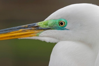 Picture of MALE GREAT EGRET IN BREEDING PLUMAGE-MERRITT ISLAND NATIONAL WILDLIFE REFUGE-FLORIDA