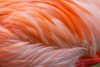 Picture of PINK FEATHER PATTERN ON BACK OF FLAMINGO-FLORIDA