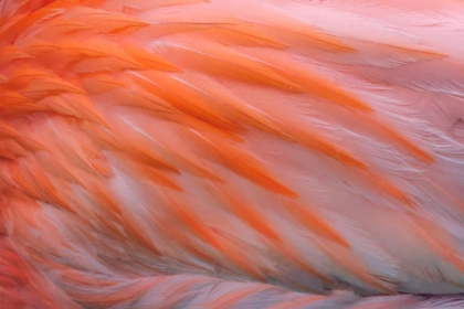 Picture of PINK FEATHER PATTERN ON BACK OF FLAMINGO-FLORIDA