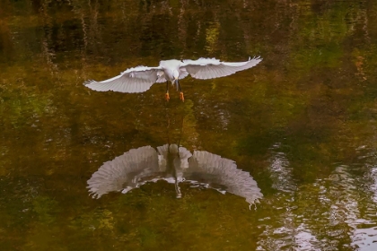 Picture of SNOWY EGRET FLYING-MERRITT ISLAND NATIONAL WILDLIFE REFUGE-FLORIDA
