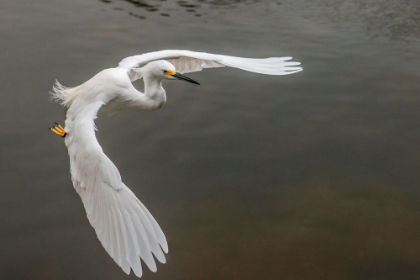 Picture of SNOWY EGRET FLYING-MERRITT ISLAND NATIONAL WILDLIFE REFUGE-FLORIDA