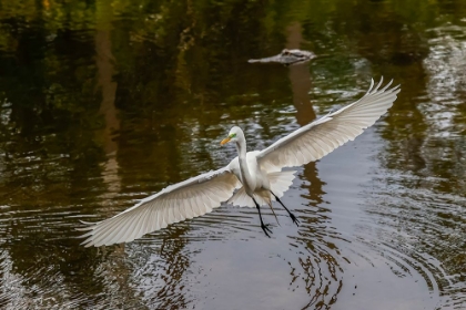 Picture of MALE GREAT EGRET FLYING-MERRITT ISLAND NATIONAL WILDLIFE REFUGE-FLORIDA