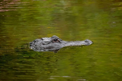 Picture of AMERICAN ALLIGATOR-MERRITT ISLAND NATIONAL WILDLIFE REFUGE-FLORIDA