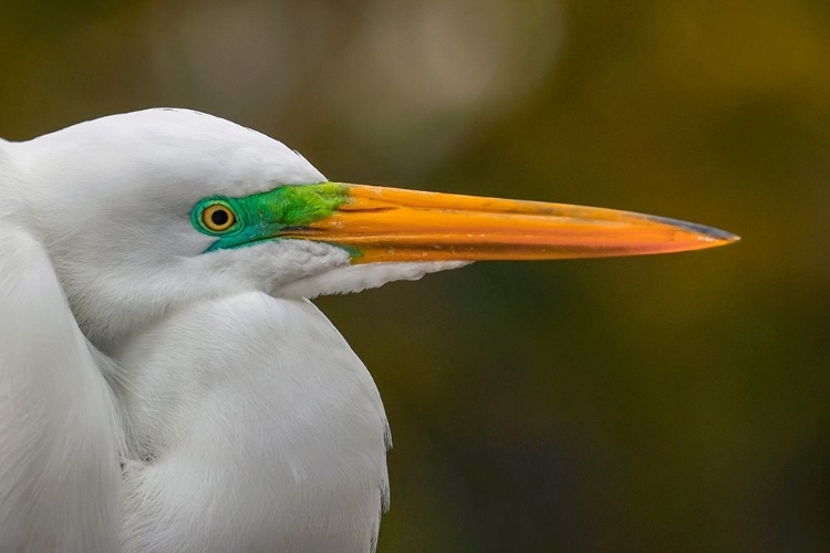 Picture of MALE GREAT EGRET IN BREEDING PLUMAGE-MERRITT ISLAND NATIONAL WILDLIFE REFUGE-FLORIDA