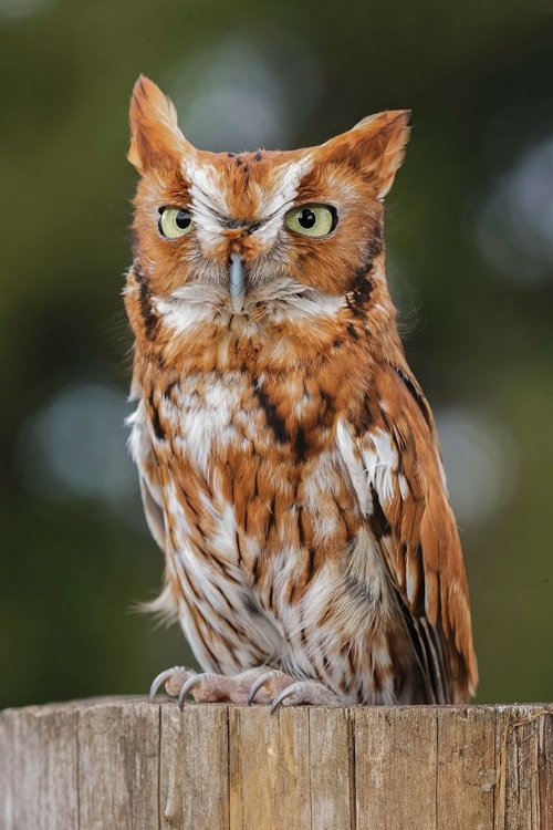 Picture of EASTERN SCREECH OWL-FLORIDA