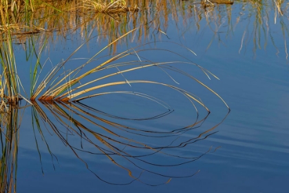 Picture of GOLDEN REEDS REFLECTING ON STILL WATER-LAKE APOPKA WILDLIFE DRIVE-APOPKA-FLORIDA