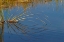 Picture of GOLDEN REEDS REFLECTING ON STILL WATER-LAKE APOPKA WILDLIFE DRIVE-APOPKA-FLORIDA