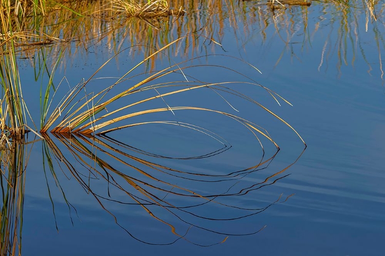 Picture of GOLDEN REEDS REFLECTING ON STILL WATER-LAKE APOPKA WILDLIFE DRIVE-APOPKA-FLORIDA