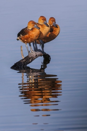 Picture of TRIO OF FEMALE BLACK-BELLIED WHISTLING DUCKS AND THEIR REFLECTION-LAKE APOPKA WILDLIFE DRIVE