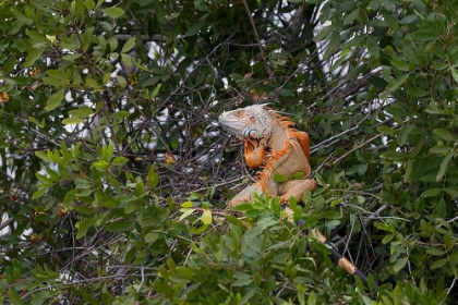 Picture of LARGE GREEN IGUANA-AN INVASIVE SPECIES IN FLORIDA