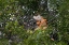 Picture of LARGE GREEN IGUANA-AN INVASIVE SPECIES IN FLORIDA