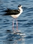 Picture of USA-FLORIDA-SARASOTA-MYAKKA RIVER STATE PARK-BLACK-NECKED STILT