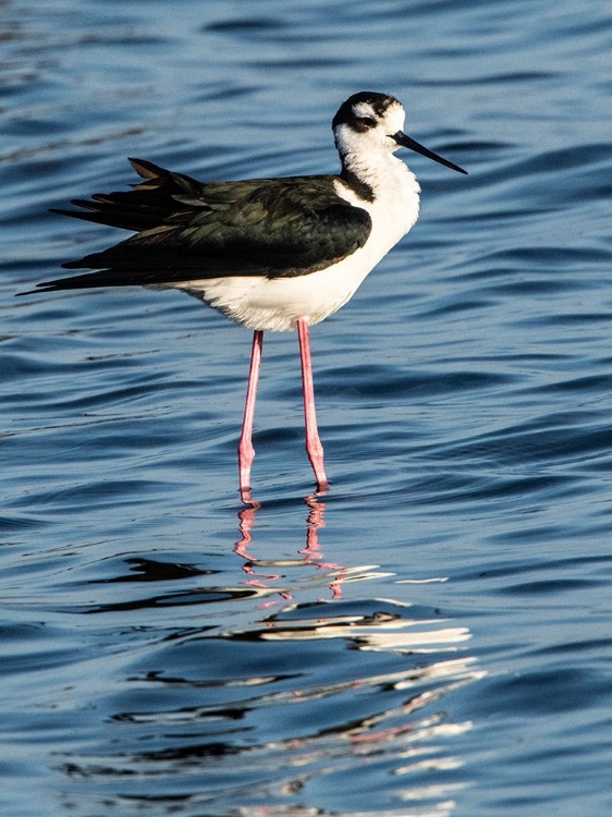 Picture of USA-FLORIDA-SARASOTA-MYAKKA RIVER STATE PARK-BLACK-NECKED STILT