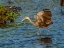 Picture of USA-FLORIDA-SARASOTA-MYAKKA RIVER STATE PARK-WADING BIRD-FEEDING-LIMPKIN
