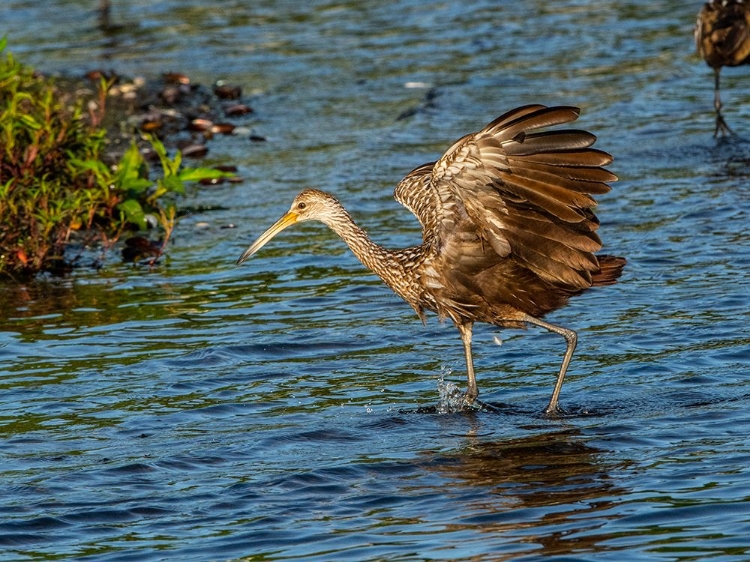 Picture of USA-FLORIDA-SARASOTA-MYAKKA RIVER STATE PARK-WADING BIRD-FEEDING-LIMPKIN