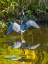 Picture of USA-FLORIDA-SARASOTA-MYAKKA RIVER STATE PARK-TRICOLORED HERON