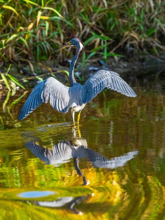 Picture of USA-FLORIDA-SARASOTA-MYAKKA RIVER STATE PARK-TRICOLORED HERON