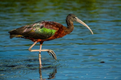 Picture of USA-FLORIDA-SARASOTA-MYAKKA RIVER STATE PARK-GLOSSY IBIS