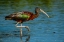 Picture of USA-FLORIDA-SARASOTA-MYAKKA RIVER STATE PARK-GLOSSY IBIS