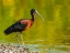 Picture of USA-FLORIDA-SARASOTA-MYAKKA RIVER STATE PARK-GLOSSY IBIS