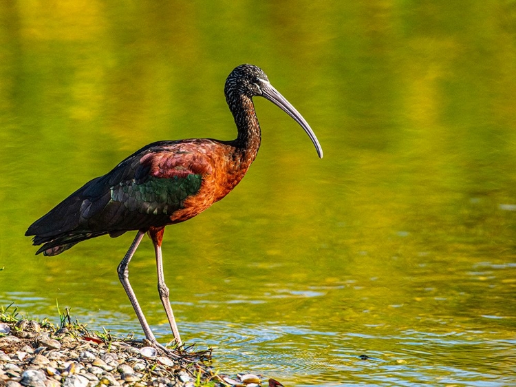 Picture of USA-FLORIDA-SARASOTA-MYAKKA RIVER STATE PARK-GLOSSY IBIS