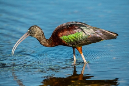 Picture of USA-FLORIDA-SARASOTA-MYAKKA RIVER STATE PARK-GLOSSY IBIS