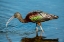 Picture of USA-FLORIDA-SARASOTA-MYAKKA RIVER STATE PARK-GLOSSY IBIS