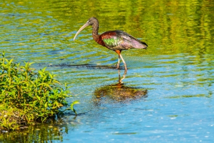 Picture of USA-FLORIDA-SARASOTA-MYAKKA RIVER STATE PARK-WADING BIRD-FEEDING-GLOSSY IBIS