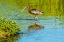 Picture of USA-FLORIDA-SARASOTA-MYAKKA RIVER STATE PARK-WADING BIRD-FEEDING-GLOSSY IBIS