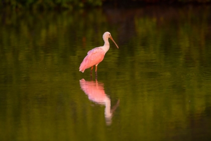 Picture of USA-FLORIDA-SARASOTA-MYAKKA RIVER STATE PARK-WADING ROSEATE SPOONBILL