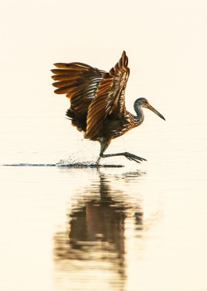 Picture of USA-FLORIDA-SARASOTA-MYAKKA RIVER STATE PARK-WADING BIRD-FEEDING-LIMPKIN