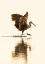 Picture of USA-FLORIDA-SARASOTA-MYAKKA RIVER STATE PARK-WADING BIRD-FEEDING-LIMPKIN