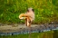Picture of USA-FLORIDA-SARASOTA-MYAKKA RIVER STATE PARK-PREENING GREAT BLUE HERON